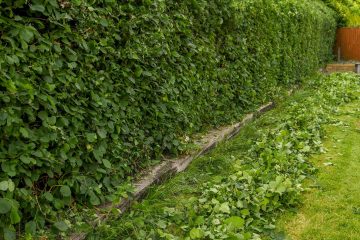 Garden Maintenance 1